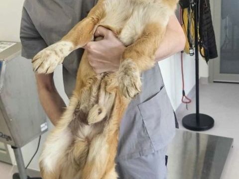 Uranus &agrave; l'adoption 300 76000 Rouen