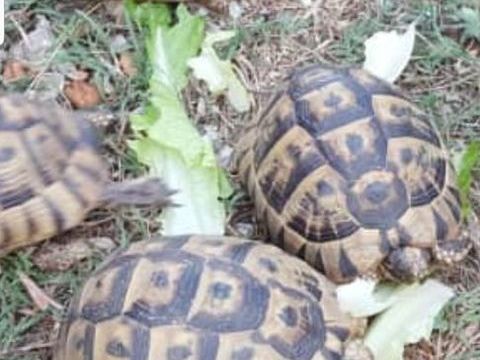 Couple de tortues graeca 1 m&acirc;le et 1 femelle 350 83300 Draguignan