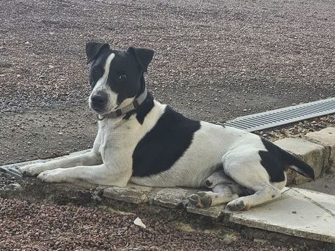 Jack russel mâle 0 79100 Pas-de-jeu