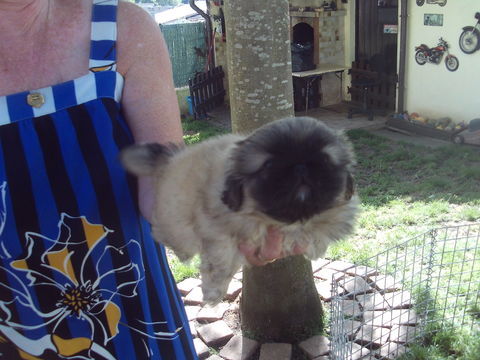 TRES BELLE FEMELLE PEKINOISE 2000 01100 Oyonnax