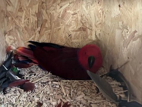 eclectus femelle 800 31380 Montastruc-la-conseill�re