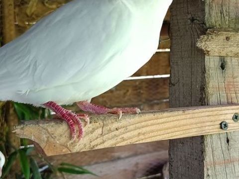 Colombe 8 56200 La gacilly