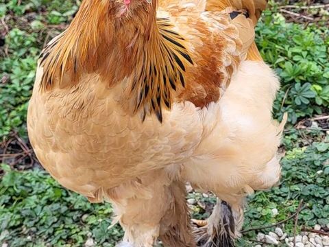 Coq Brahma 15 21130 Auxonne