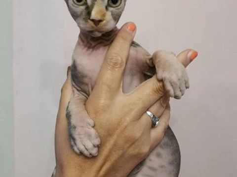 3 SUPERBES spynx 850 61550 La gonfrire