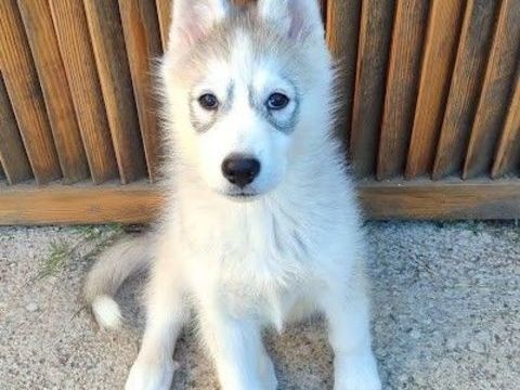 HURLEY🍼🩵 chiot crois&eacute; husky cherche famille dynamique 220 24140 Douville