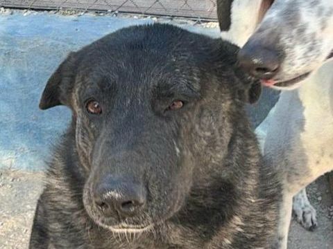 JUDITH 320 27620 Gasny