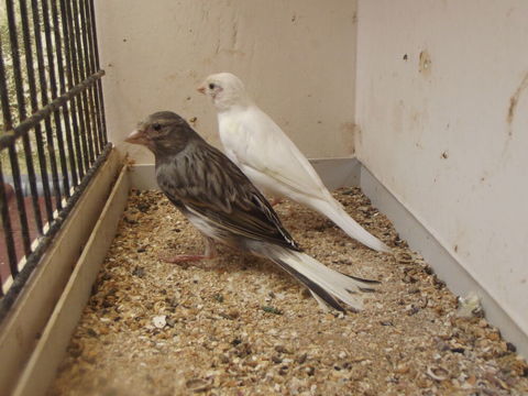 canaris raza 40 62320 Rouvroy