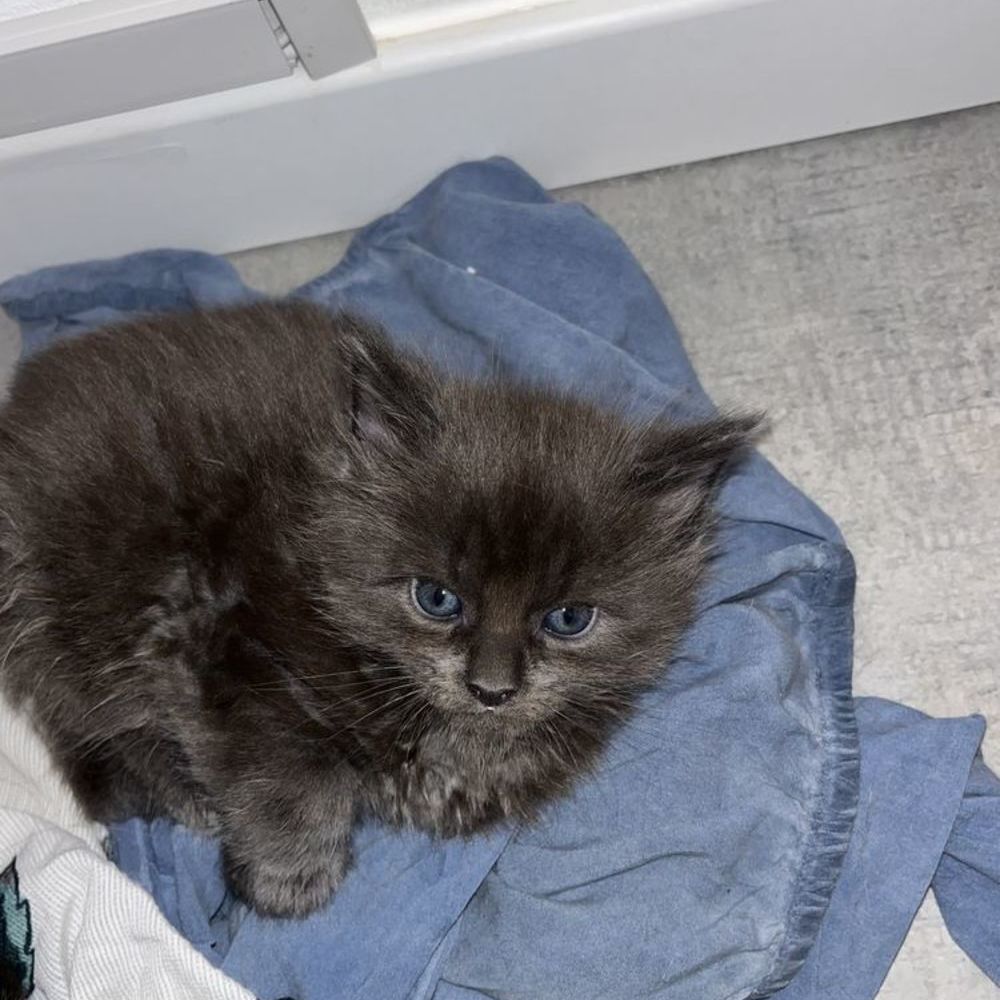   Chatons Maine Coon non LOOF à réserver 