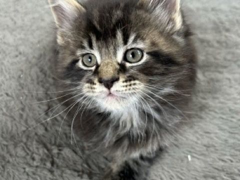 Chatons Maine Coon LOOF 1250 87440 Marval