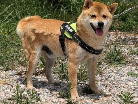 Mâle Mame shiba roux ( shiba inu miniature ) pedigree KCJ & Confirmé & import japon 1990 66450 Pollestres