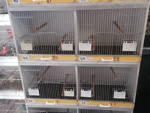 Batterie d'élevage en PVC  8 compartiments
250 59287 Guesnain