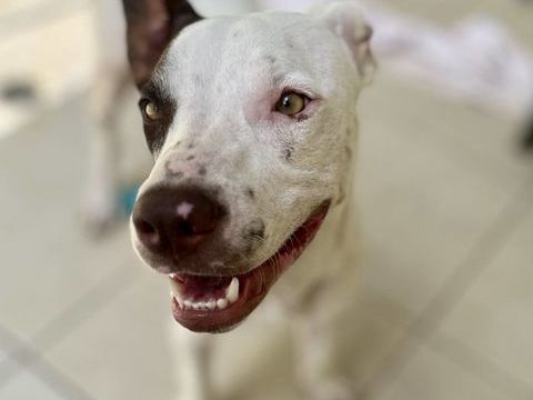 Neo, m&acirc;le crois&eacute; berger, n&eacute; le 01/01/2025 🐶 380 80000 Amiens