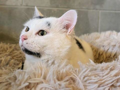 Oréo à l'adoption 1 26780 Espeluche