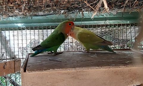 Inséparable 40 06000 Nice