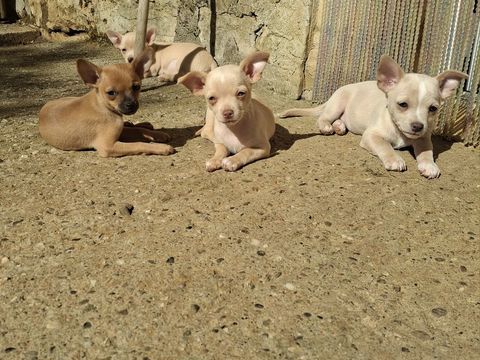 Chiot chihuahuas m&acirc;les et femelles 750 82300 Caussade