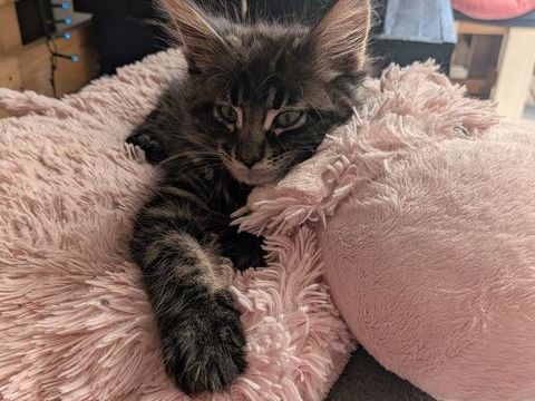 Chaton maine coon 600 59450 Sin-le-noble