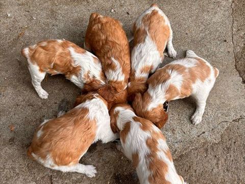 &Eacute;pagneul breton Blanc et Orange 900 56400 Plougoumelen