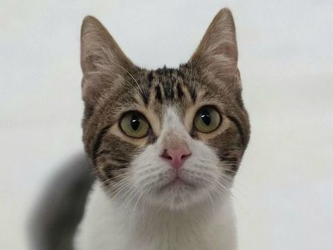 FLOKI 230 27620 Gasny