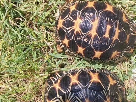 Tortue Radiata 1400 85610 La bernardire