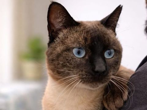 TRUENO 230 27620 Gasny