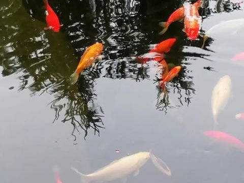 Poissons de bassin 7 77115 Blandy