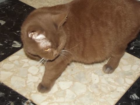 Chatte adulte british shorthair ADULTE 50 65370 Siradan