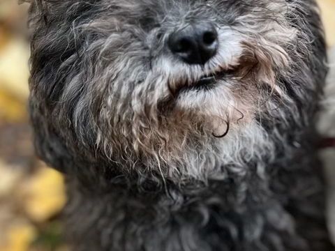 donne chien bichon male 0 91320 Wissous