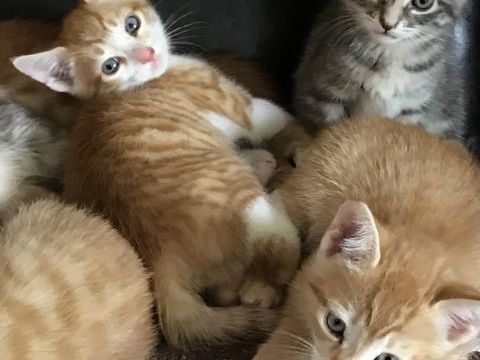 3 chatons recherchent famille pour adoption 0 17000 La rochelle