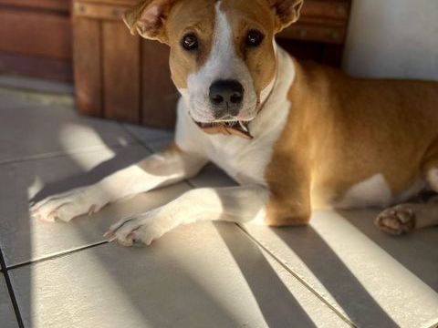 Lizzie, femelle X berger, n&eacute;e le 14/04/2024 380 69100 Villeurbanne