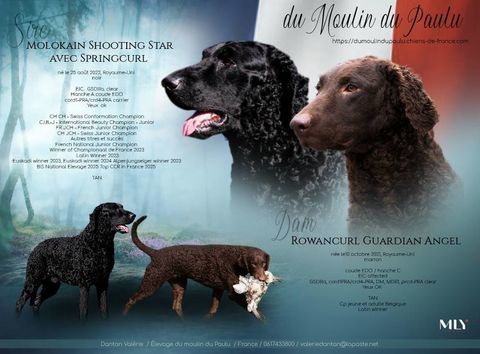 Naissance tr&egrave;s rare de retriever &agrave; poil boucl&eacute; 1800 76480 Saint-paër