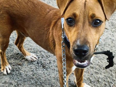 Frisky, m&acirc;le X crois&eacute; berger , n&eacute; le 01/04/2025 380 93000 Bobigny