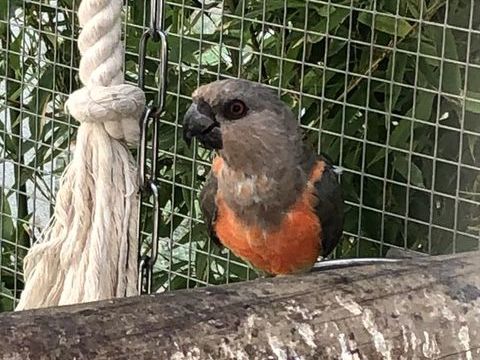 Poicephalus rufiventris 1 93220 Gagny
