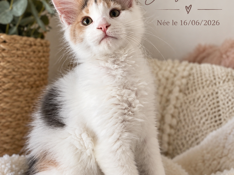 Chatons Maine Coon LOOF ? Lign&eacute;es prestigieuse 1500 13100 Aix-en-provence
