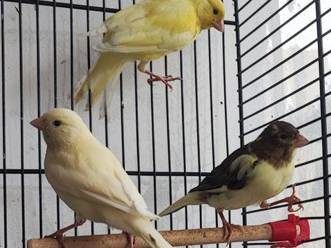 7 canaris jaunes mâles 20 40600 Biscarrosse