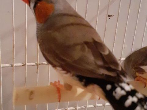 mandarins 4 22400 Land�hen