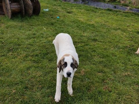 Chiot 600 87380 Saint-germain-les-belles