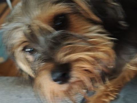 Donne contre bon soins Alphonse 
Cavalier king Charles 0 59480 La bassée