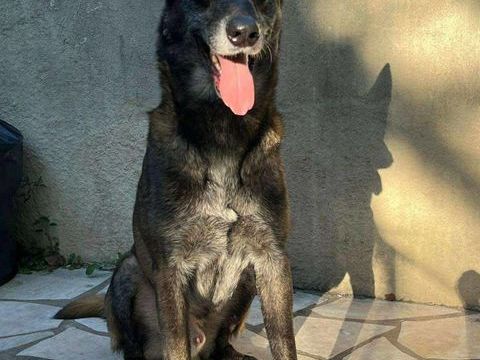 Chien RICO &agrave; l adoption 210 34500 B�ziers