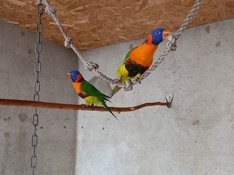 loriquet col rouge (rubritorquis ) 600 07430 Saint-clair