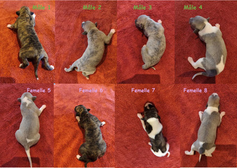 BB Whippets LOF 800 18130 Dun-sur-auron