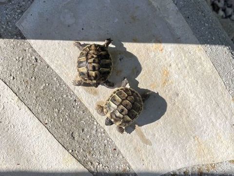 Saisissez le titre de votre annonce tortues juvénile 30 83330 Le castellet