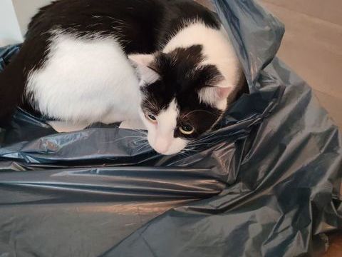 DON CHAT AFFECTUEUX 0 59130 Lambersart