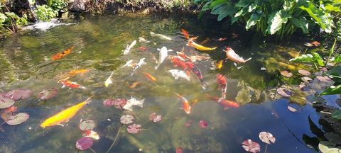 CARPES KOI 1 30129 Manduel