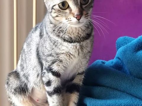 Chat TAÏA à l adoption 200 07130 Saint-pray