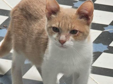 MOCHITI 185 27620 Gasny