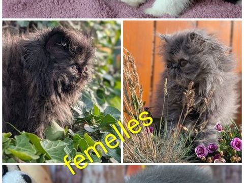 Chaton Persan loof 1075 62850 Haut-loquin