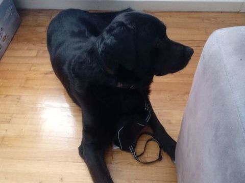 Border collie croisé X 0 38540 Heyrieux