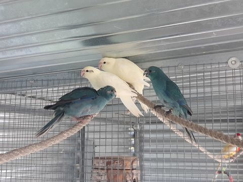 Perruche kakariki B24 45 53200 Chteau-gontier