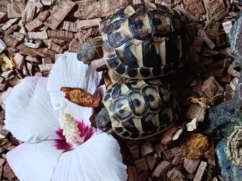 Tortues de terre n&eacute;es cet &eacute;t&eacute; 40 30600 Vauvert