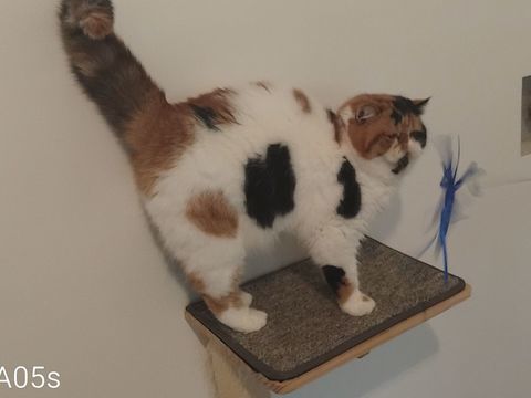 Femelle Exotic Shorthair 900 38150 Anjou